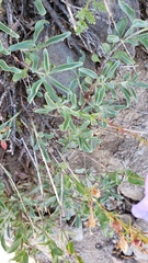 Penstemon azureus azureus