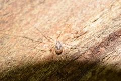Leptobunus parvulus