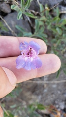 Penstemon azureus azureus