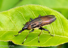 Idiella