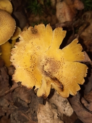 Hygrocybe caespitosa