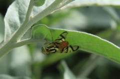 Zonosemata vittigera