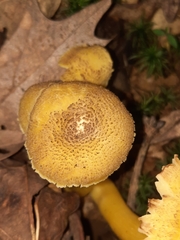 Hygrocybe caespitosa