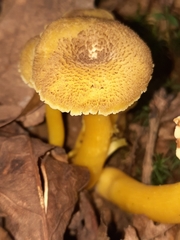 Hygrocybe caespitosa