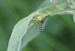 Zonosemata vittigera