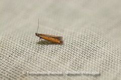 Mesophleps trinotella