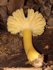 Hygrocybe caespitosa
