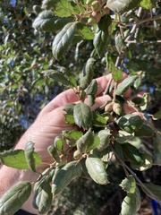 Quercus agrifolia oxyadenia