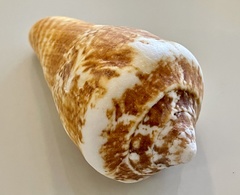 Titanostrombus galeatus