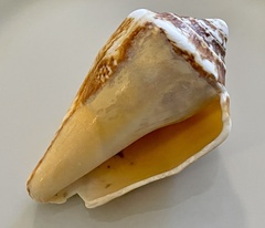 Titanostrombus galeatus