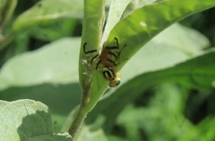 Zonosemata vittigera