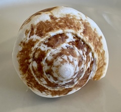 Titanostrombus galeatus