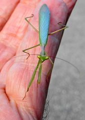 Miomantis