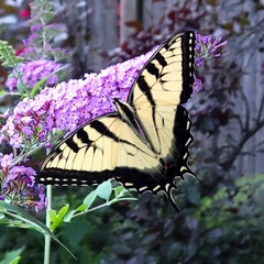 Papilio canadensis × glaucus