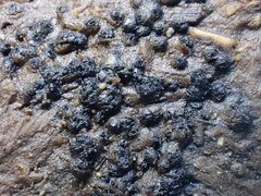 Cercophora silvatica