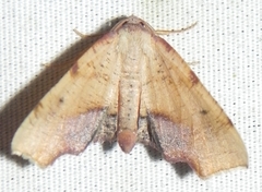 Plagodis fervidaria