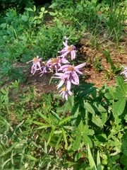 Eucephalus ledophyllus