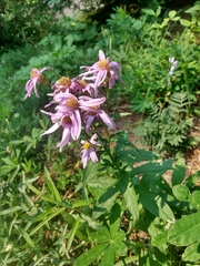 Eucephalus ledophyllus