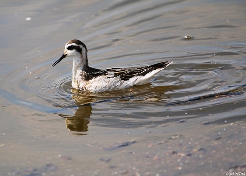Red-necked Phalarope