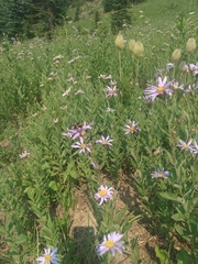 Eucephalus ledophyllus