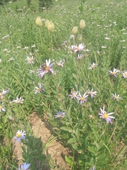Eucephalus ledophyllus