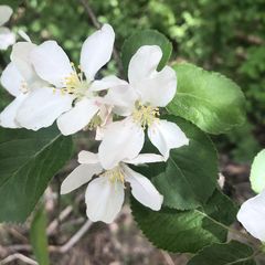 Malus dasyphylla