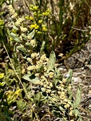 Atriplex gardneri