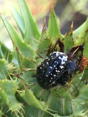 Oxythyrea noemi