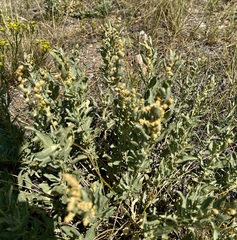 Atriplex gardneri