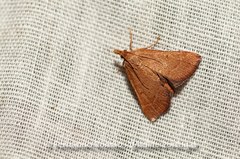 Stemmatophora vulpecalis