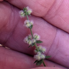 Galium parishii