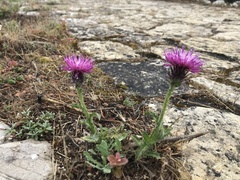 Carduus lusitanicus