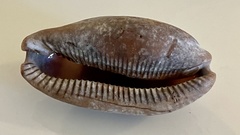 Macrocypraea cervinetta