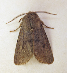 Orthosia populeti