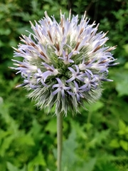 Echinops bannaticus
