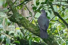 Patagioenas plumbea
