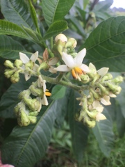 Solanum oblongifolium