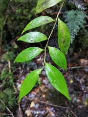 Griselinia ruscifolia