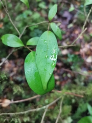 Griselinia ruscifolia