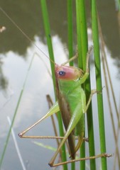 Orchelimum pulchellum