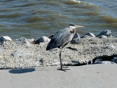 Ardea herodias