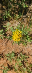 Cleomella lutea