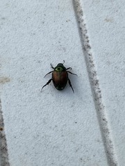 Popillia japonica