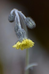 Hieracium abscissum