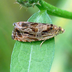 Olethreutes nigranum