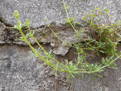 Galium aparine