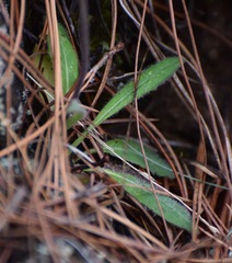 Hieracium abscissum