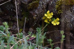 Potentilla richardii