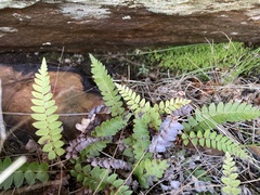 Blechnum laevigatum