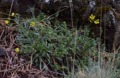 Potentilla richardii